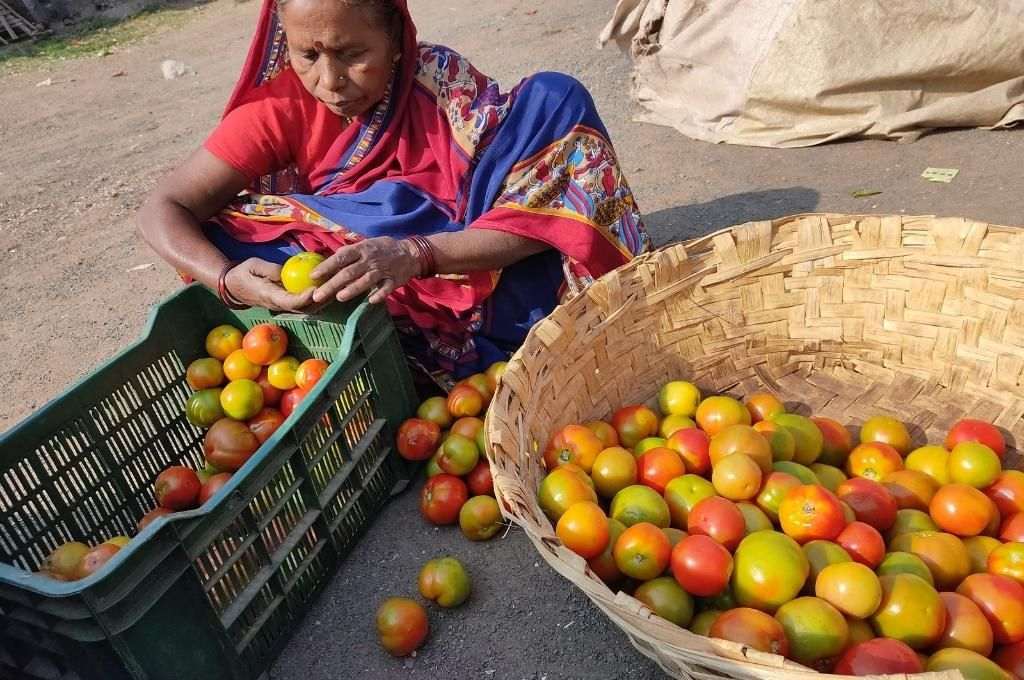 A woman tomato vendor sorting through tomatoes-value chain
