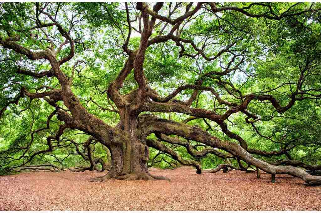 an oak tree - sustainable nonprofits