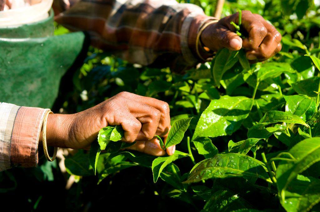 A woman harvesting tea leaves in Kerala-climate