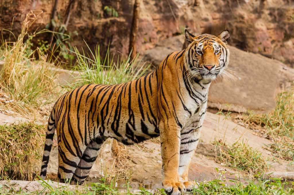 a royal bengal tiger standing on a rock - tiger conservation
