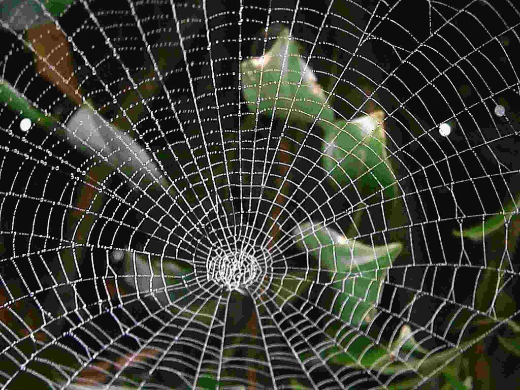 some leaves visible through a web - fundraising