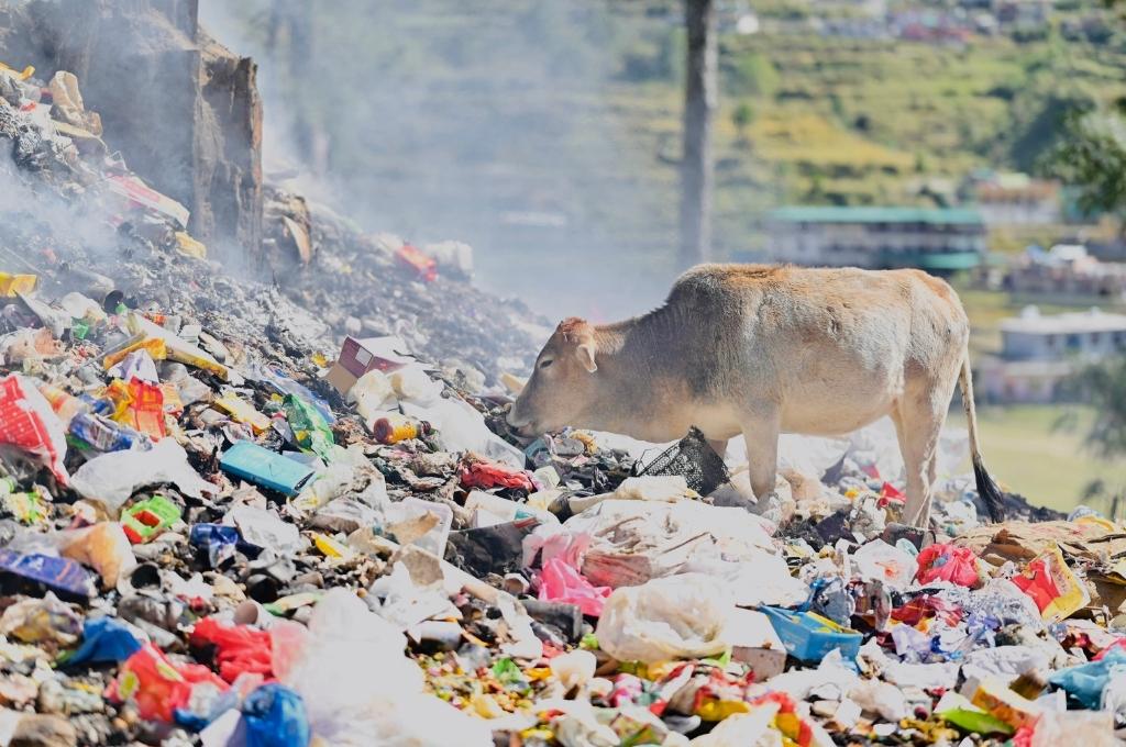 A cow eating the plastic waste dumped from trekking routes in Uttarkashi-waste management
