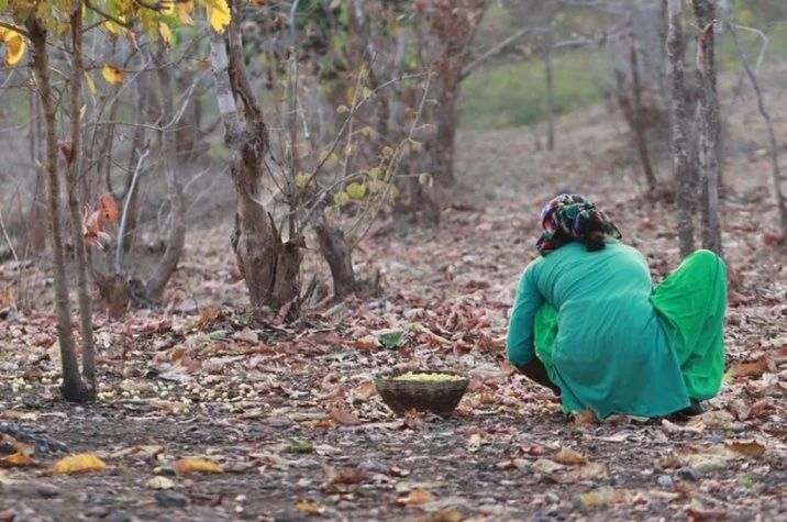 a woman dressed in green picks up mahua flowers off the forest floor-adivasis