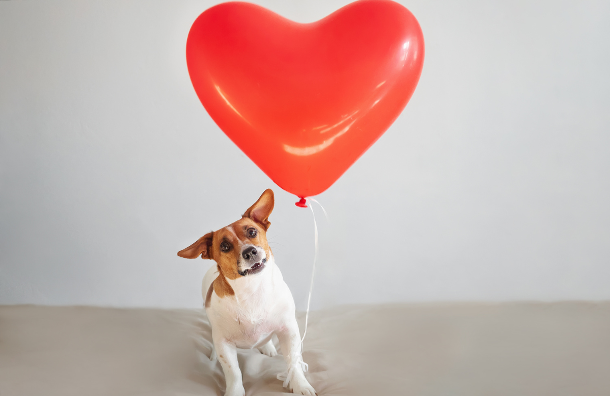 A picture of a dog holding a heart shaped balloon-nonprofit humour
