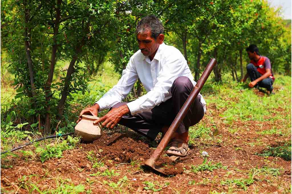 Rajendra Sitaram Khapre, a farmer from Maharashtra’s Ahmednagar district, buries an earthen pot beside a pomegranate plant-climate