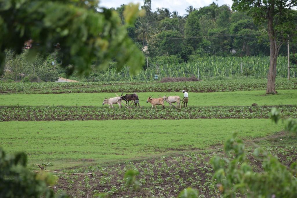 Farmers ploughing the fields with his cattle-organic farming