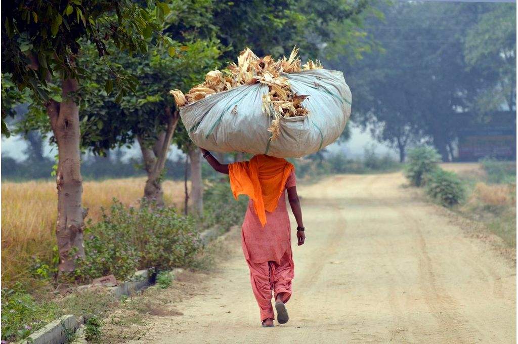 A woman manually transporting maize in Punjab-food security