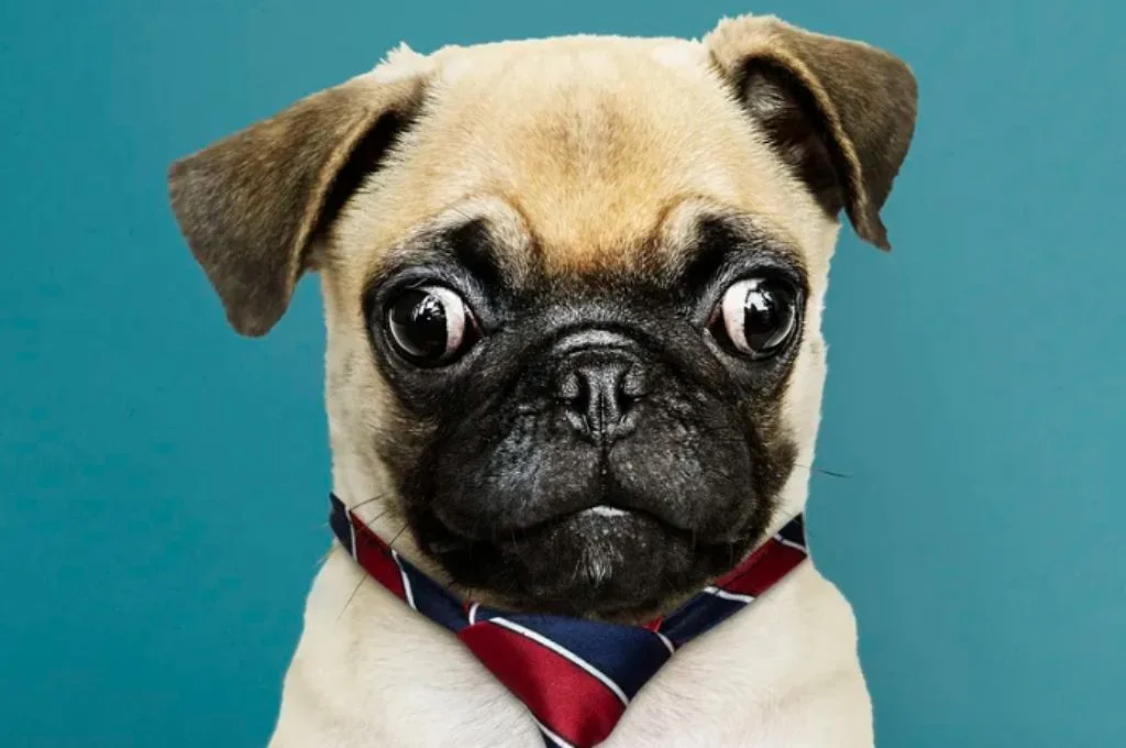Mugshot of a pug against a teal background_nonprofit humour