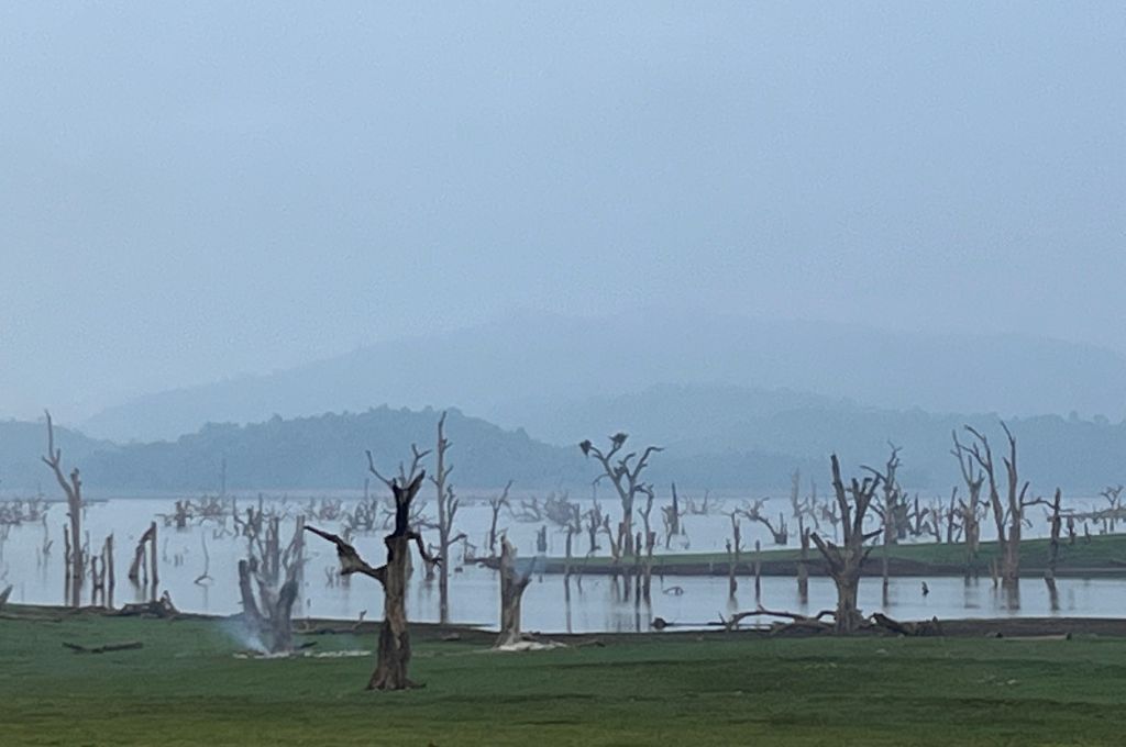 An image depicting the desolate landscape left behind due to the submergence of numerous trees in Jharkhand's Sonua block.  