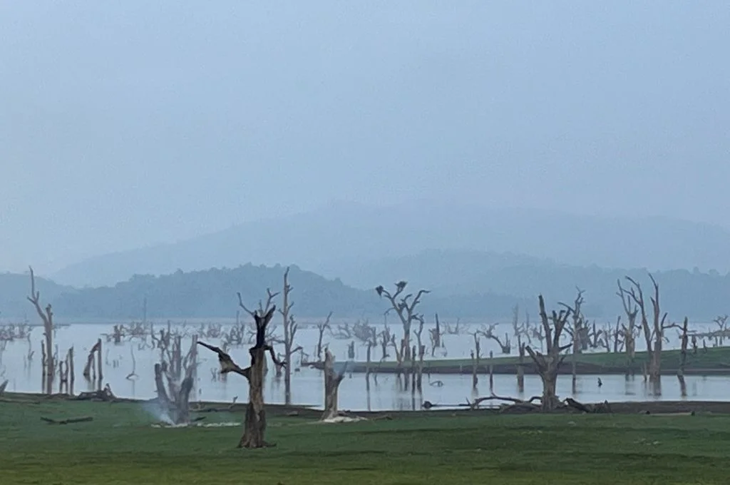 An image depicting the desolate landscape left behind due to the submergence of numerous trees in Jharkhand's Sonua block.