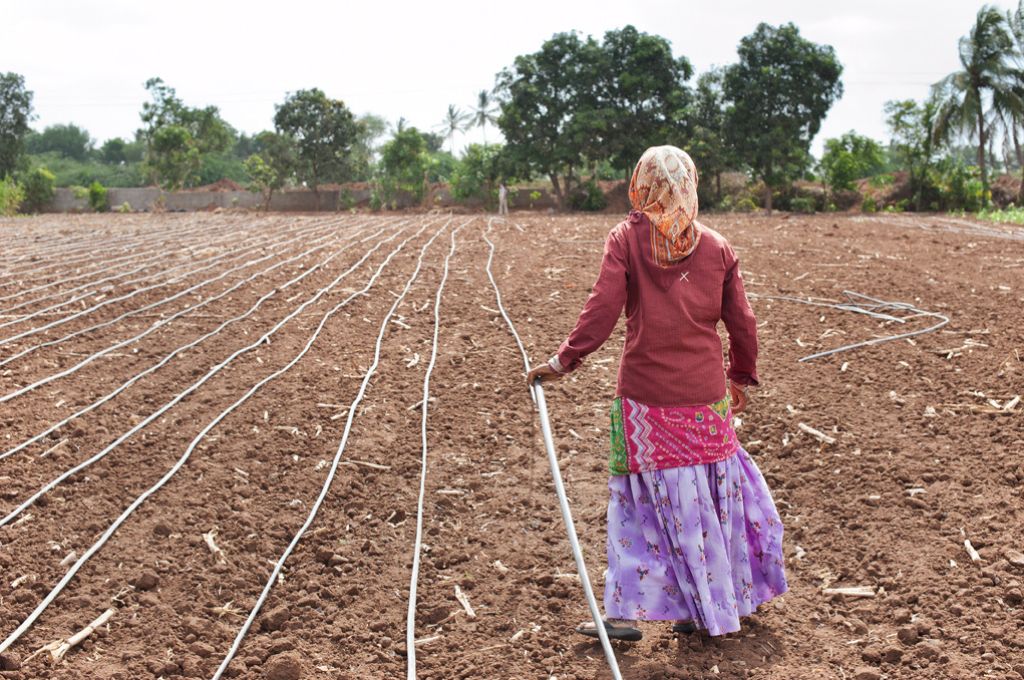 A woman with her back to the camera holds an irrigation pipe in a field_small and marginal farmers