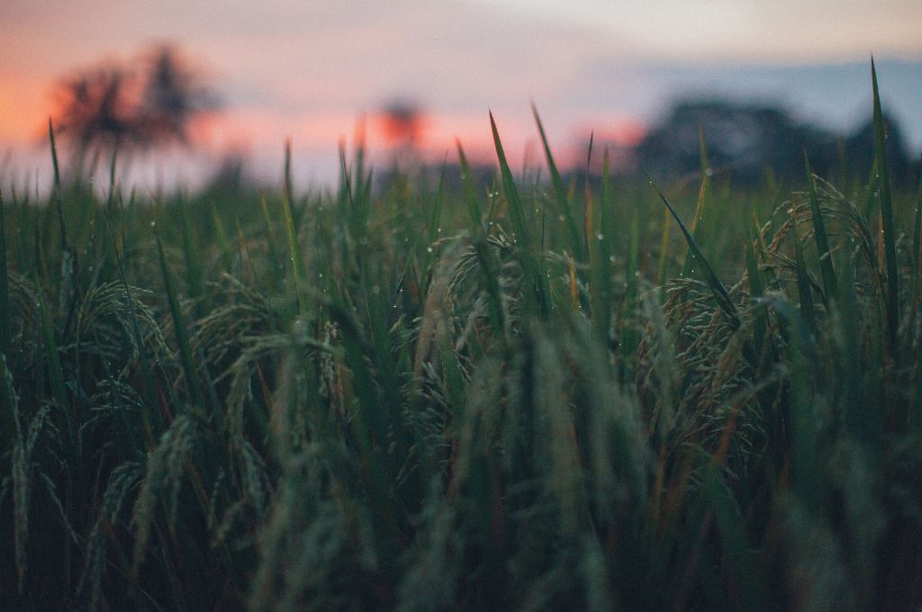 A rice field