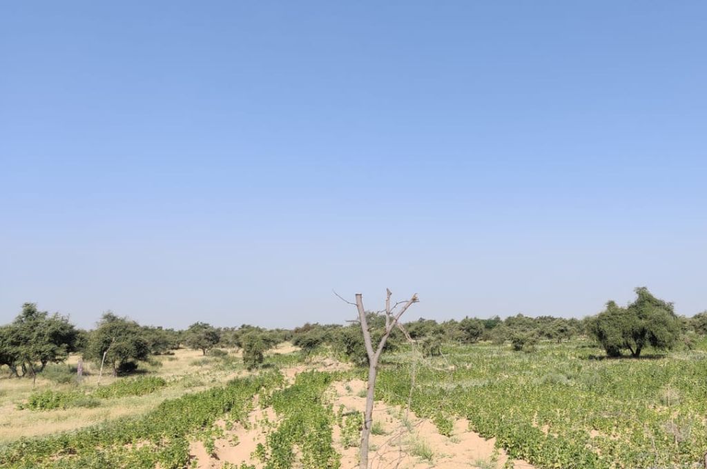 Rain in the desert: Why a greener Jaisalmer isn’t good news for all | IDR