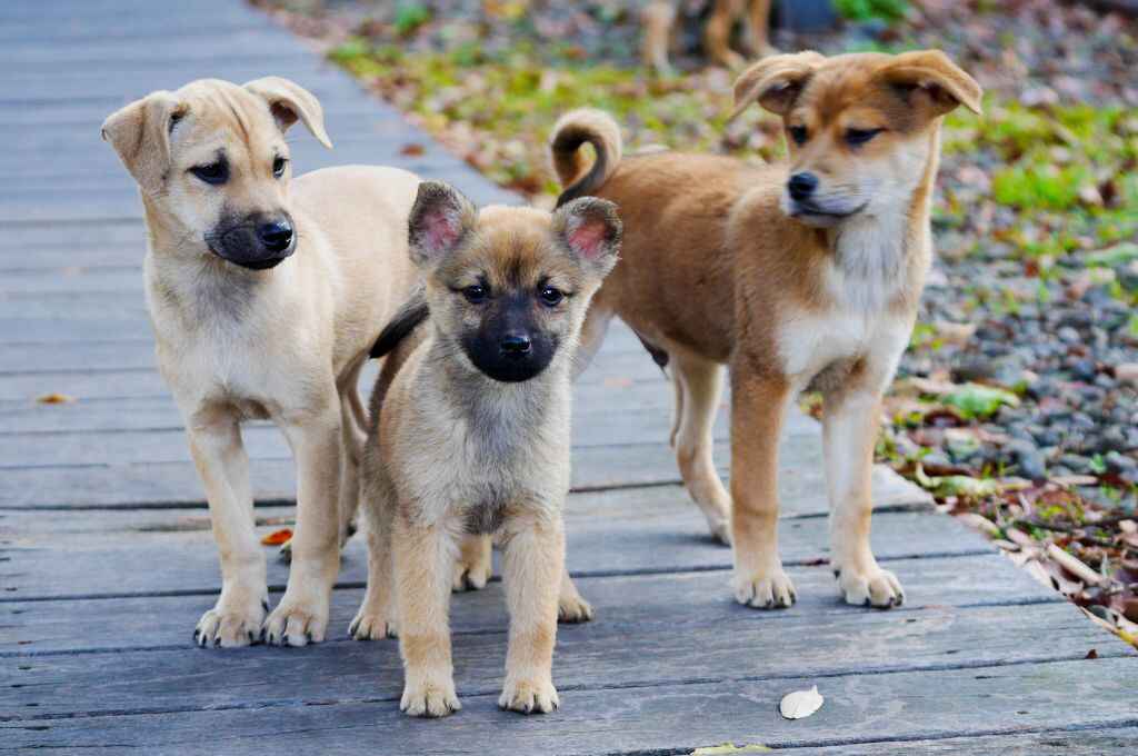 A group of three puppies_Flickr