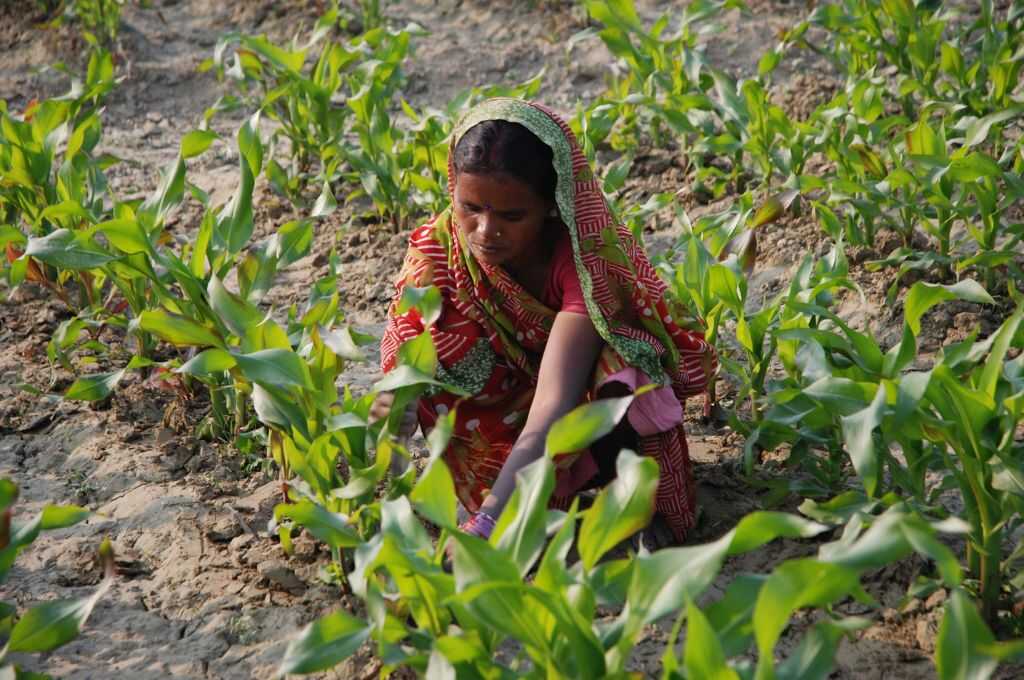 woman in saree sowing crops-sustainable agriculture