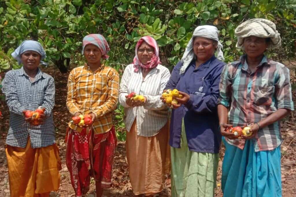 Adivasi cashew farmers standing with their produce