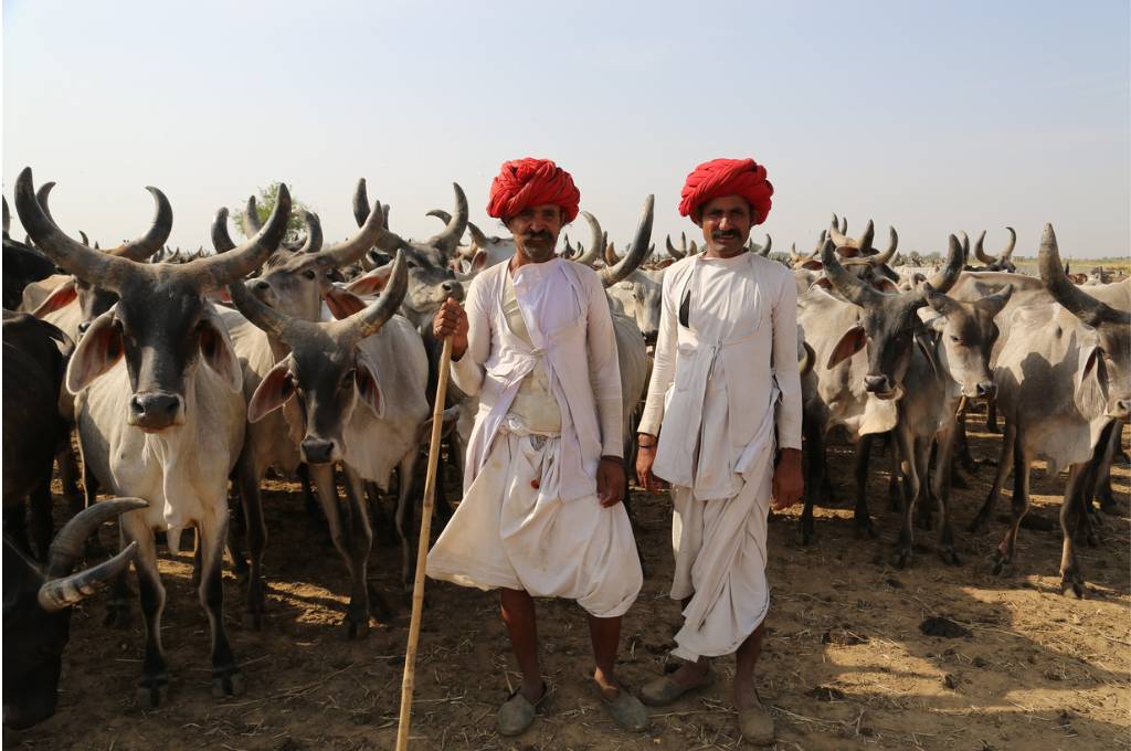Two farmers standing in front of a herd of Indian buffaloes_biodiversity conservation