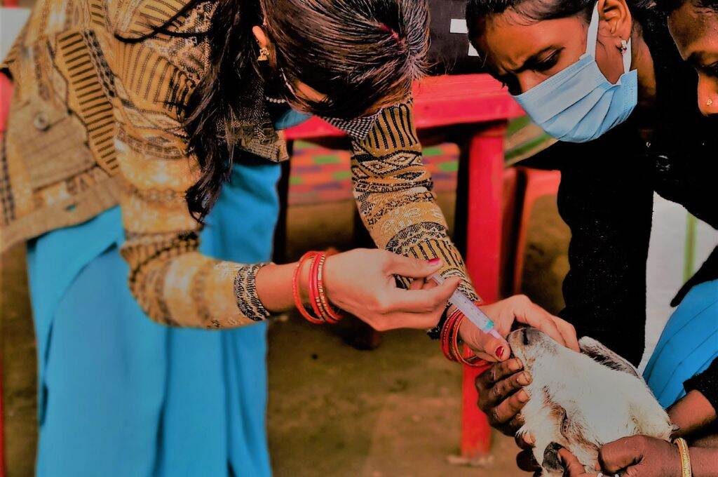 two female paraveterinary workers vaccinating a goat -- pashu sakhis