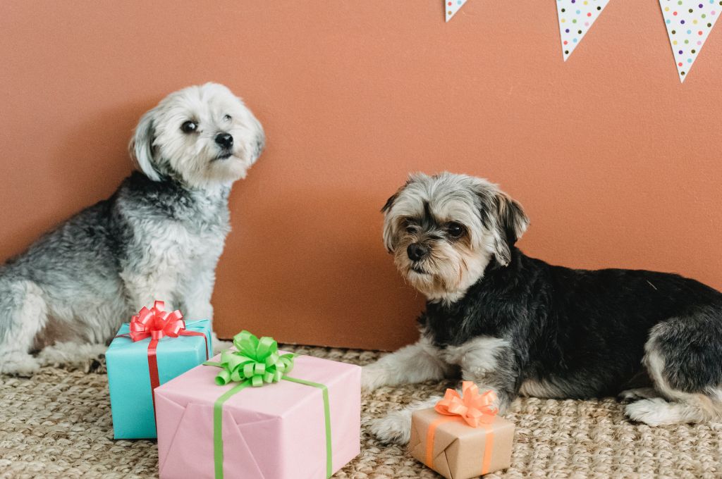 Two dogs on a carpet with gift boxes in front of them-nonprofit humour