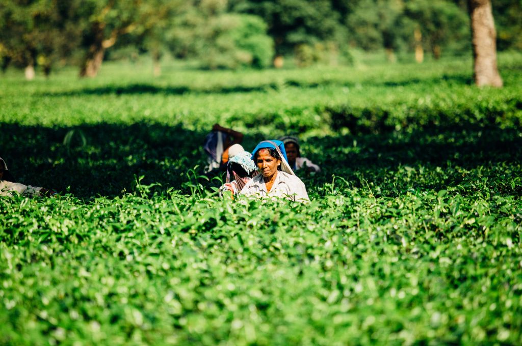 Tribal women working in the plantation field