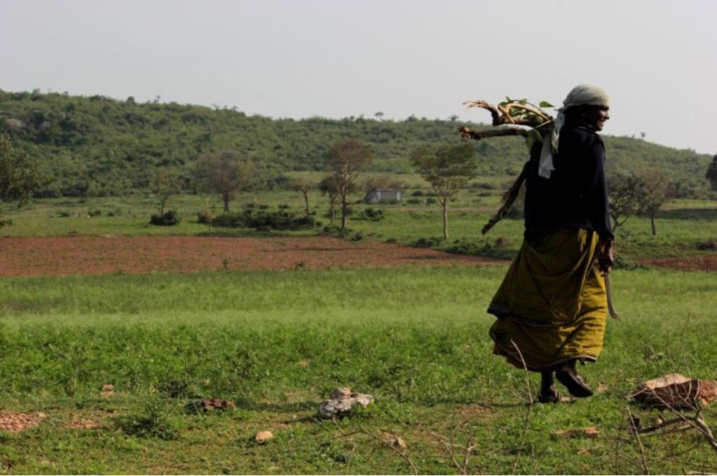 a woman carrying wood--forest rights