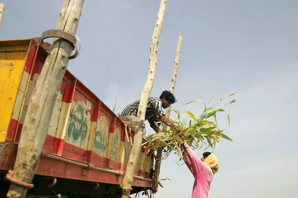 A man helping another man in loading sweet sorghum stover into truck_agriculture in andhra pradesh