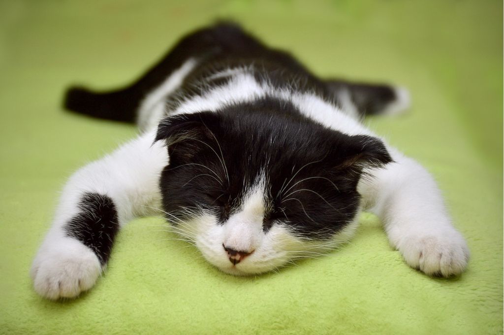 Picture of a cat sleeping_nonprofit humour