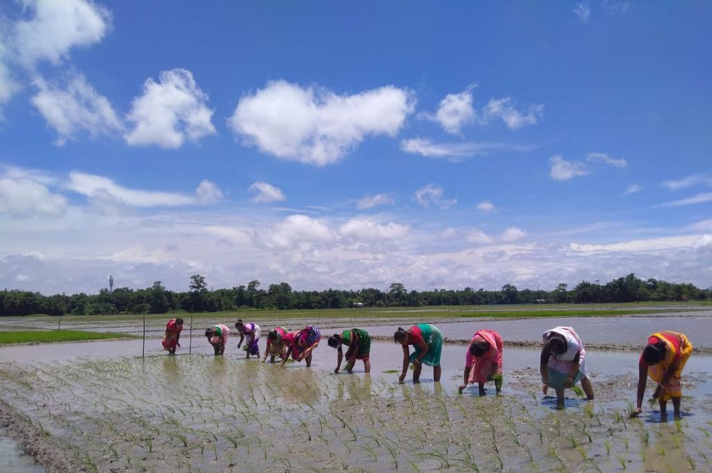 a group of women sowing paddy--chemical-based and natural farming