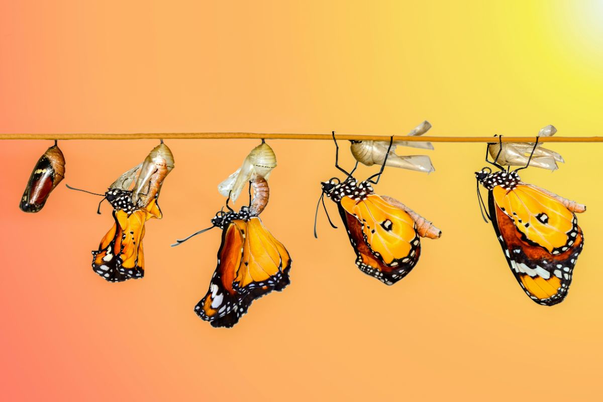 a butterfly coming out of its cocoon against an orange background--idr is being acquired