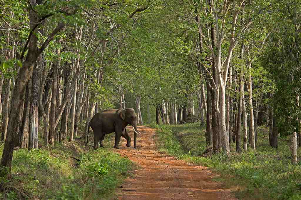 an elephant crossing a forest road--human wildlife conflict