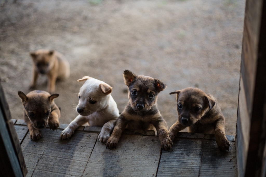 Four puppies trying to climb_nonprofit humour