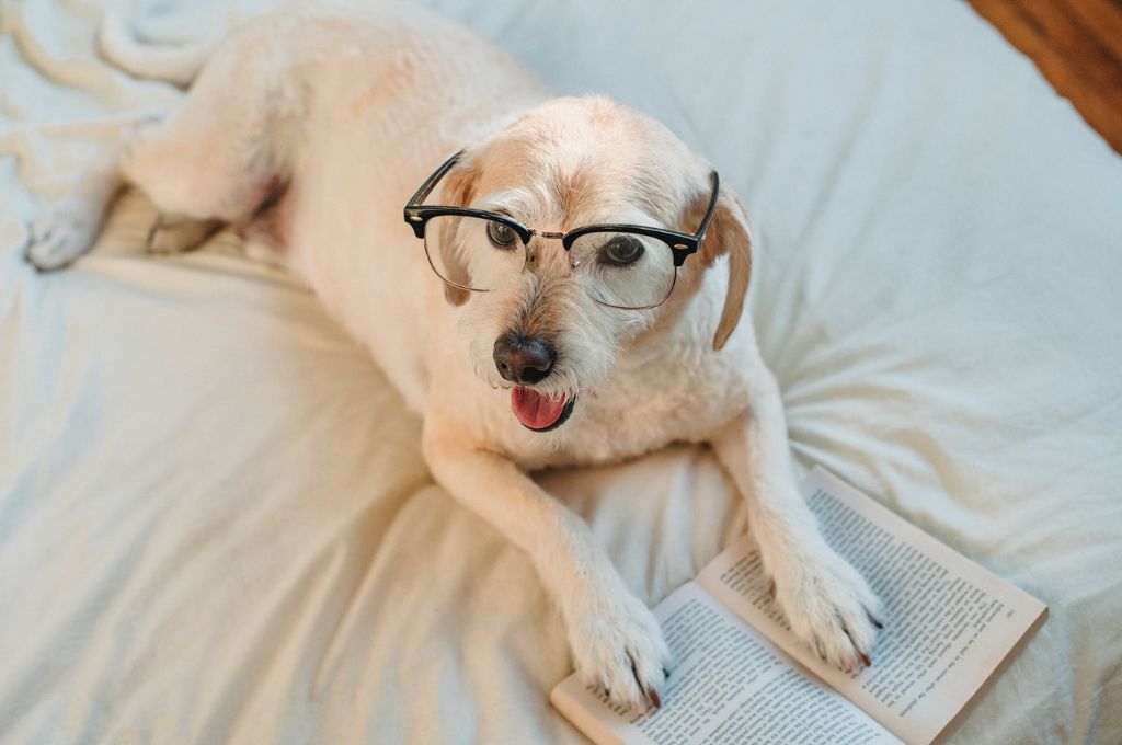 dog wearing glasses-nonprofit humour