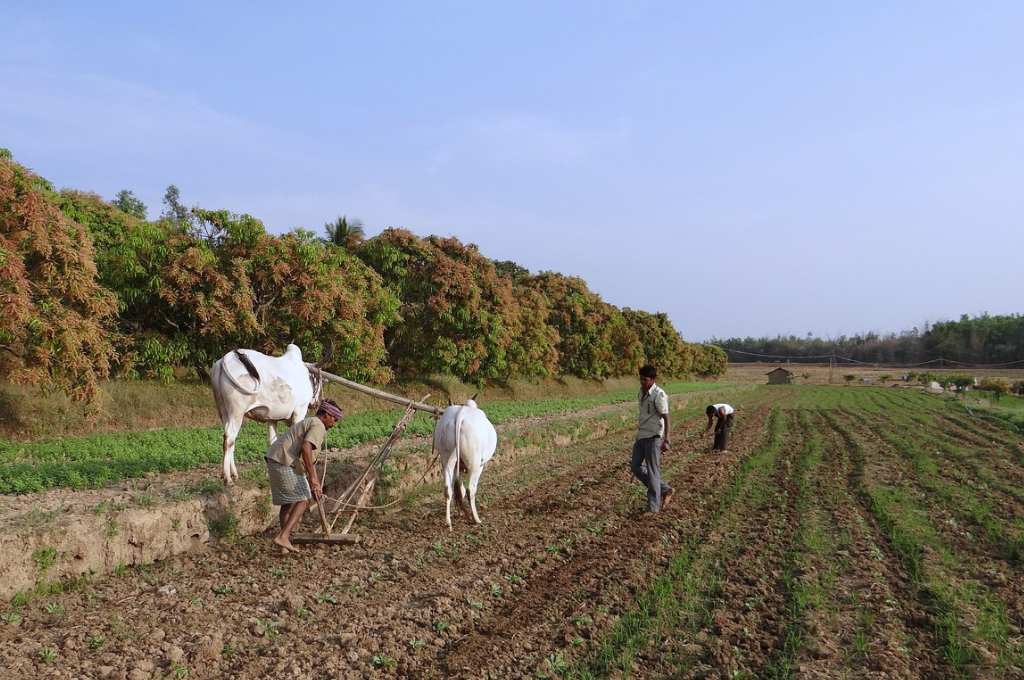 oxen ploughing a field--fallow lands