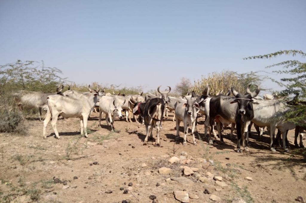 cattle on a field--cattle disease