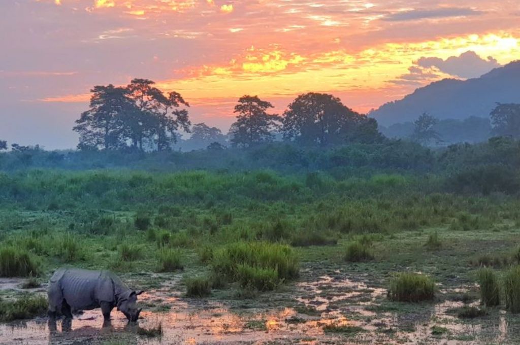 rhinoceros drinking water in a forest-forest conservation