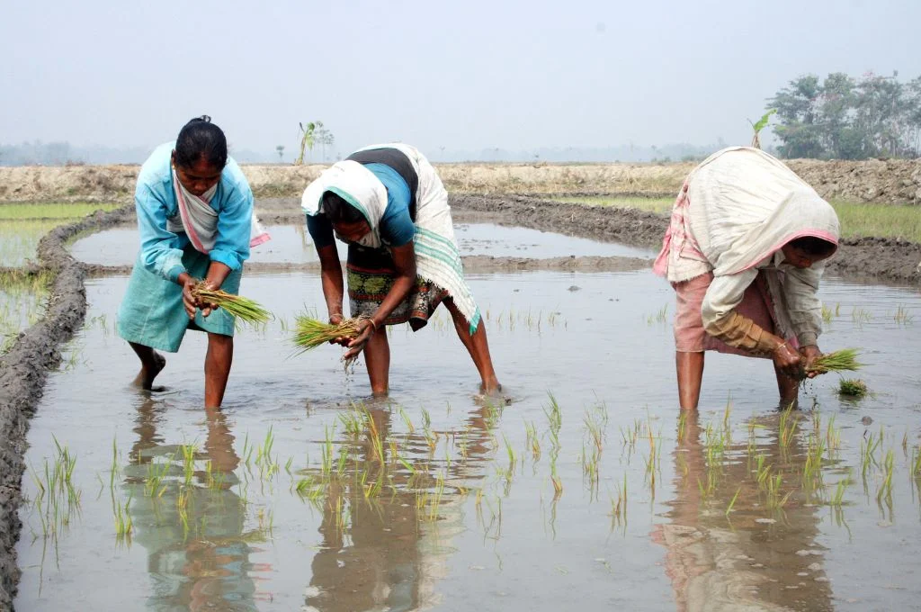 women farmers harvesting crop