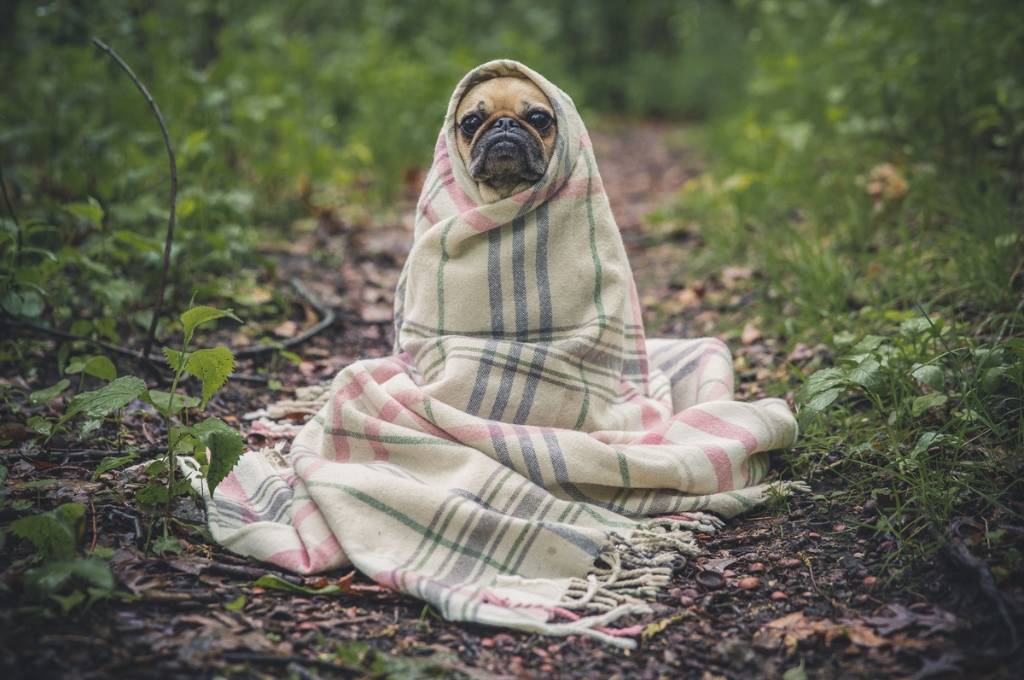 A pug in a blanket standing in a green field_nonprofit humour
