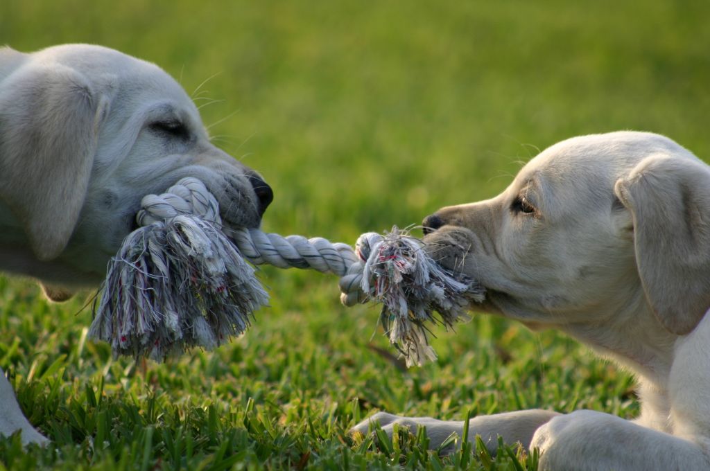 two dogs playing with a rope-nonprofit humour