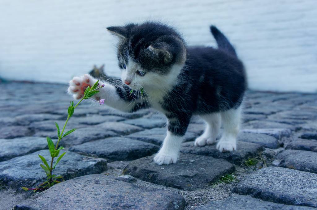 A cat playing with a plant_nonprofit humour