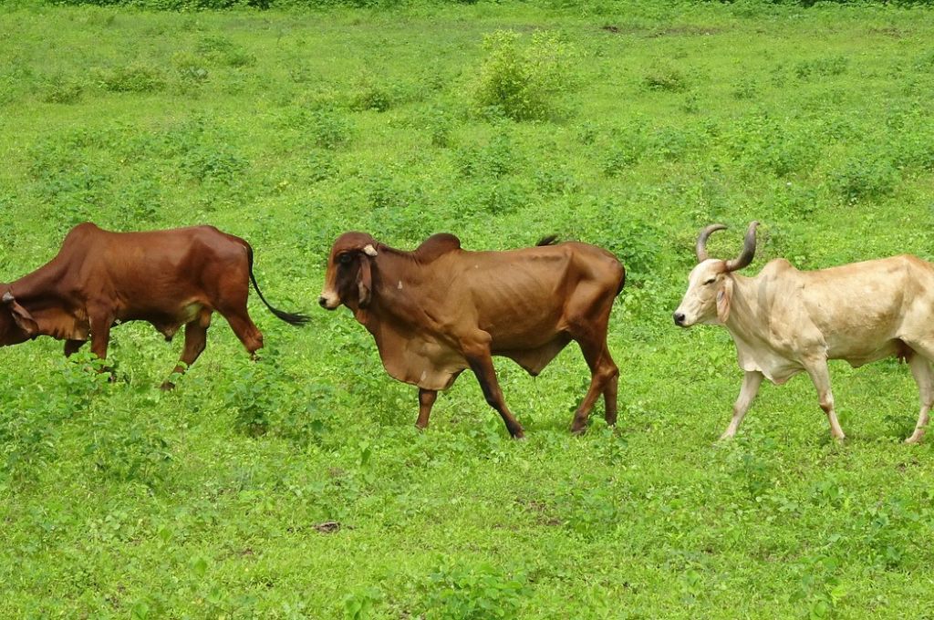 cattles grazing in village common land