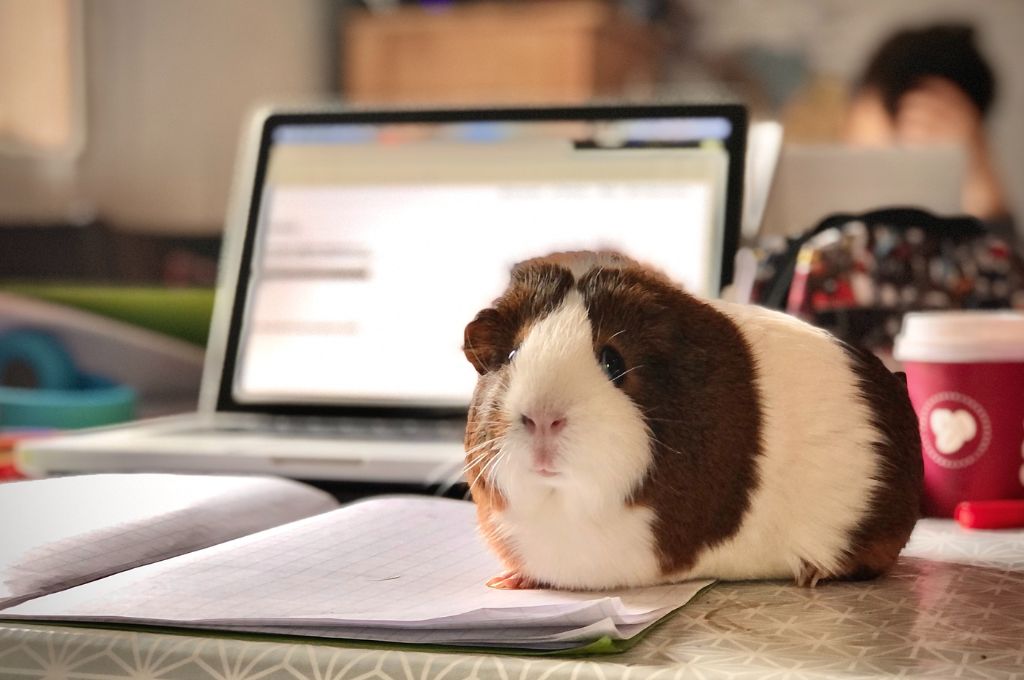 a white and brown guinea pig on paper--nonprofit humour