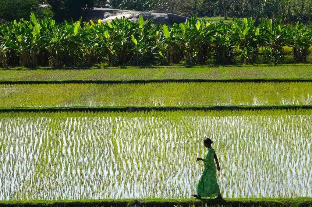 a woman walking along a paddy field--women's land rights