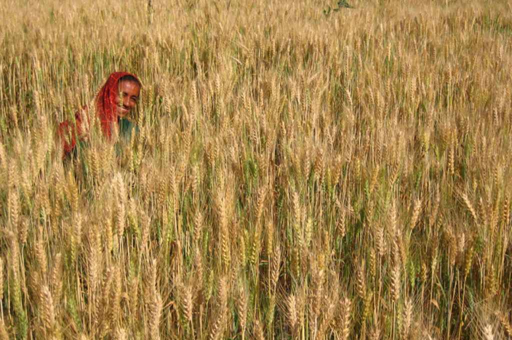a woman sitting in a wheat field--women's land rights