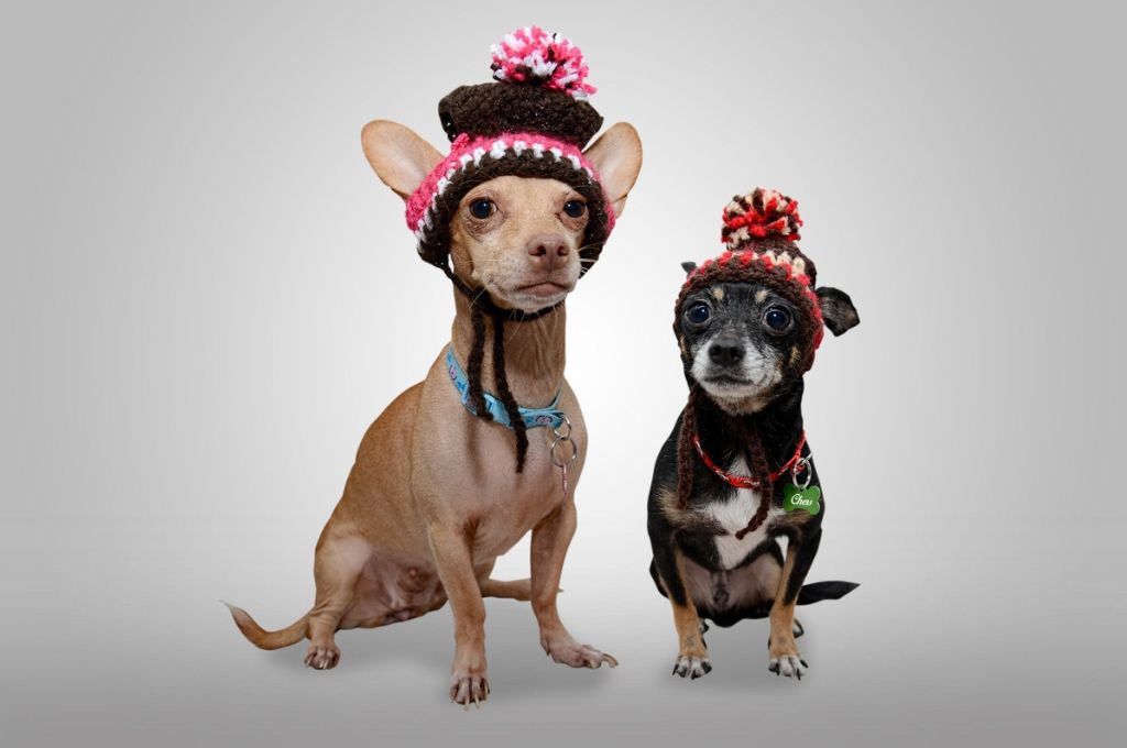 two dogs in hats_nonprofit humour