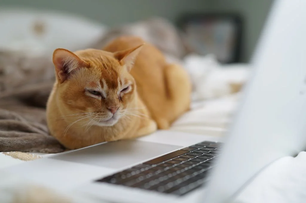an orange cat looks at a laptop--nonprofit humour