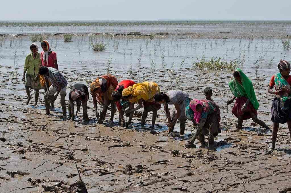 a group of people plant mangroves--climate change