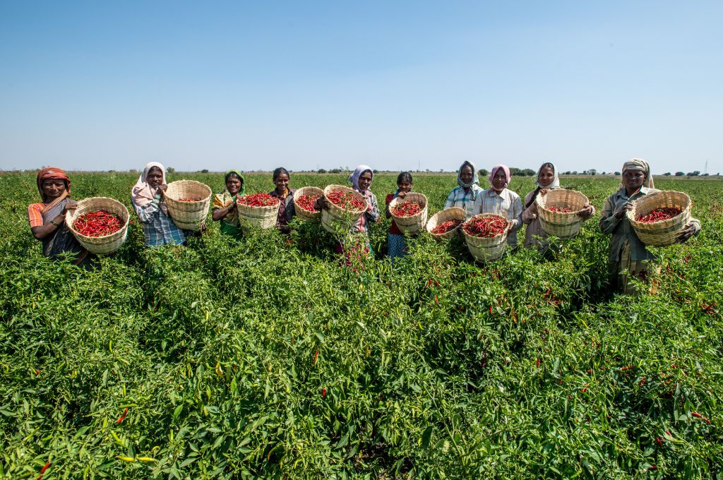 a group of women farmers with baskets of tomato-FPOs