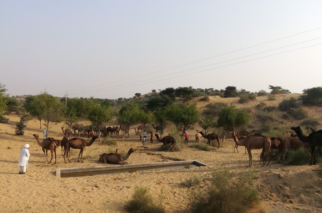 Camels in the desert