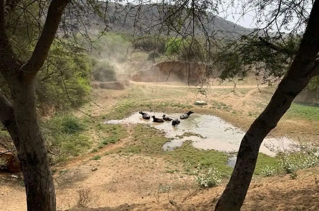 buffaloes in a water body at a sacred grove in alwav_gujjars