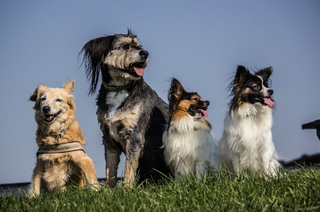 four dogs sitting together--nonprofit humour